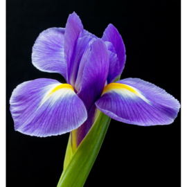 Dames parfum | L’EAU BERLUE - 15 ml.