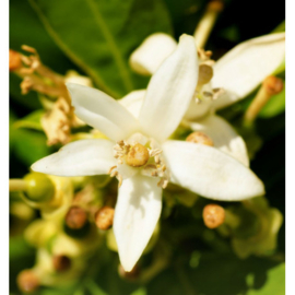 Dames parfum | NICOLAS FOR HER - 15 ml.