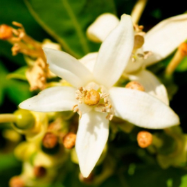 Dames parfum | LIS  - 15 ml.