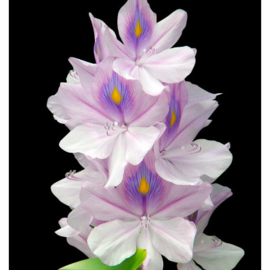 Dames parfum | TEMIS - 15 ml.