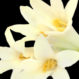 Dames parfum | LIS  - 15 ml.