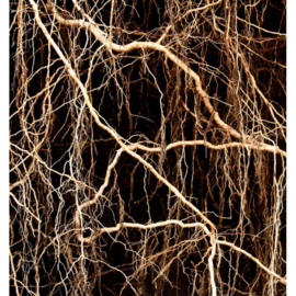 Dames parfum | NICOLAS FOR HER - 15 ml.