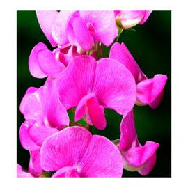 Dames parfum | POETIC  - 15 ml.