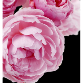 Dames parfum | DINARA  - 15 ml.