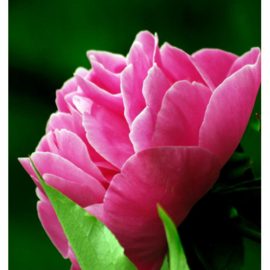 Dames parfum | LINET  - 15 ml.