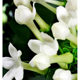 Dames parfum | VERY SPECIAL - 15 ml.