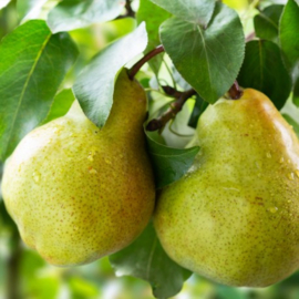 Dames parfum | AMIRA  - 15 ml.