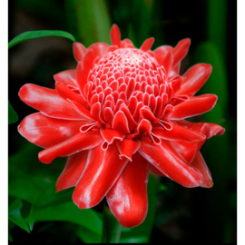 Dames parfum | TEMIS - 15 ml.