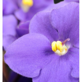 Dames parfum | HARPINA - 15 ml.