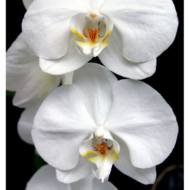 Dames parfum | HARPINA - 15 ml.