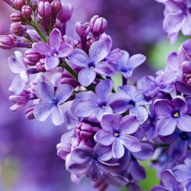 Dames parfum | SILK ELIXER  - 15 ml.