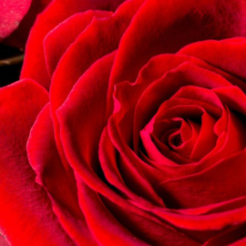 Dames parfum | SILK ELIXER  - 15 ml.