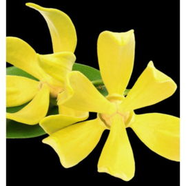 Dames parfum | SUERTE - 15 ml.