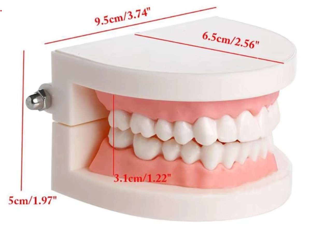 gebit Model - beeld gebit - Tanden - Kiezen