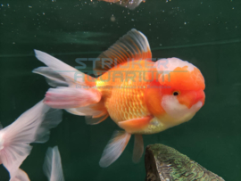 Carassius auratus Jumbo - luxe sluierstaart mix Jumbo