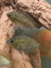 Herotilapia multispinosa - zuid amerikaanse regenboogcichlide