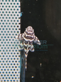L 134 Leopard frog pleco - Peckoltia compta zebra pleco