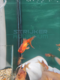 Carassius auratus Pom Pom - sluierstaart mix