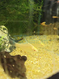 Barbonymus schwanenfeldii albino - Thailand aluminium barbeel albino