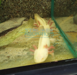 Ambystoma mexicanum - axolotl  albino/ albino pearl