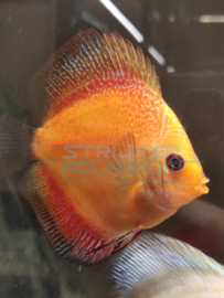 Symphysodon Aequif - Golden crystal discus