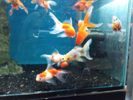 Carassius auratus - leeuwenkop - ryukin - ranchu luxe sluierstaart mix