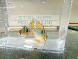 Microgeophagus Apistogramma ramirezie XL - dwergcichlide XL