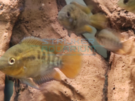 Herotilapia multispinosa - zuid amerikaanse regenboogcichlide