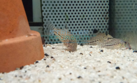 Corydoras julii - luipaard pantsermeerval