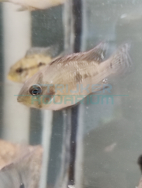 Geophagus brasiliensis - Parelcichlide Zuid Amerika