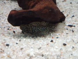 L136b Hypancistrus sp. - Angelicus pleco gold spotted