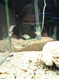 Serrasalmus nattereri - roodbuik piranha