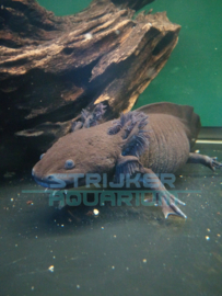 Ambystoma mexicanum XL  - axolotl XL mix