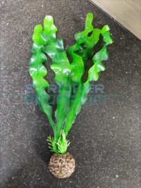 Decoratie groene plant Aponogeton