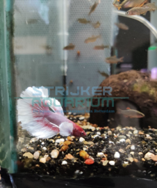 Betta splendens man Handpicked - geselecteerde kempvis man