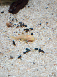 Ancistrus sp. gold - algeneter goud albino