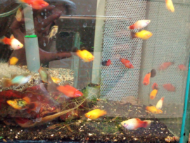 Xiphophorus maculatus mix - plaatje - platy mix