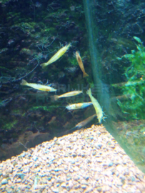 Caridina sp. yellow - gele citroen garnaal