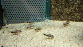 Corydoras habrosus -  venezolaanse dwerg pantsermeerval