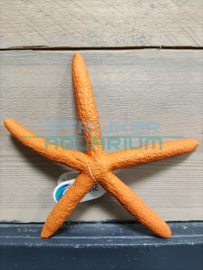 Decoratie zeester oranje 20cm