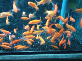 Carassius auratus - goudvis oranje