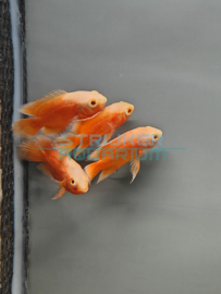 Astronotus occelatus Red chili - Pauwoog cichlide super rood