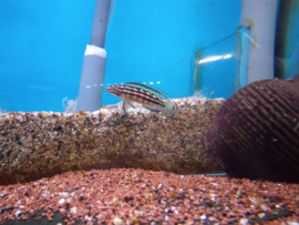 Julidochromis marlieri - tanganyika cichlide