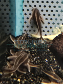 Platydoras costatus - gestreepte knormeerval small