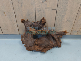 Drifwood hout met vertakkingen 002