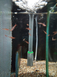 Boraras merah - dwerg rasbora