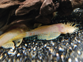 Ancistrus sp. Albino XXXL - Borstelneus algeneter albino