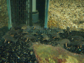 Corydoras sterbai - pantsermeerval