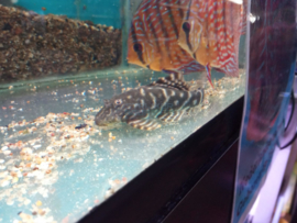 L104 Panaqolus maccus - Clown pleco