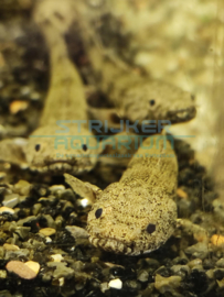 Polypterus endlicheri - Kwastvinsnoek